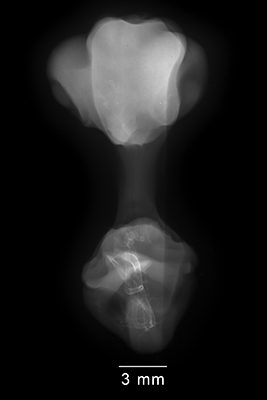 stage 31 chick embryo x-ray